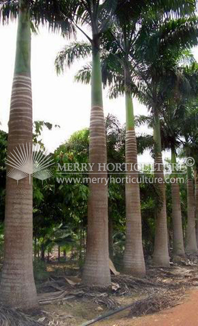 Roystonia oleracea (Cabbage palm) 1